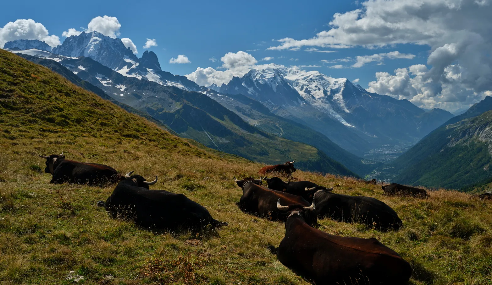 stádo býků na horské louce shlíží do údolí