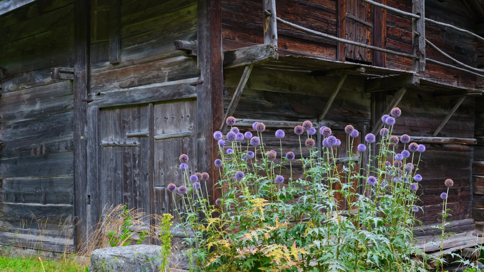 fialové květiny před starým dřevěným domem